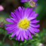 Aster nova-belgii Purple Glory